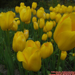 tulipany (19)
